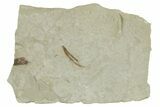 Detailed Fossil Feather - Green River Formation, Utah #356576-1